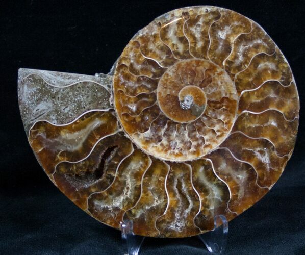 Cut and Polished Ammonite (Half) #7335